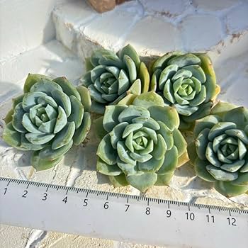 Amazon.co.jp: 多肉植物エケベリア韓国苗 レア品種 ラブチューン 5苗